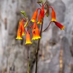 Blandfordia nobilis (Christmas Bells) at Morton National Park - 10 Jan 2021 by Aussiegall