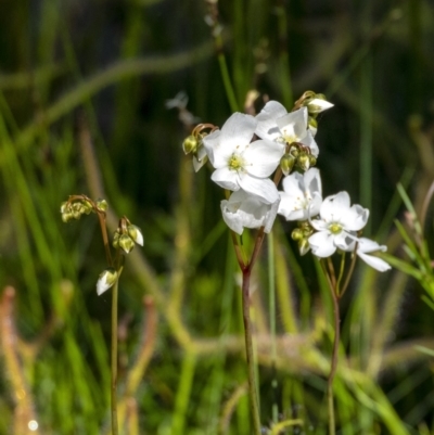 Drosera binata (Forked Sundew) at Bundanoon - 11 Jan 2021 by Aussiegall