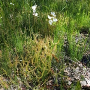 Drosera binata at Bundanoon, NSW - 11 Jan 2021 10:05 AM