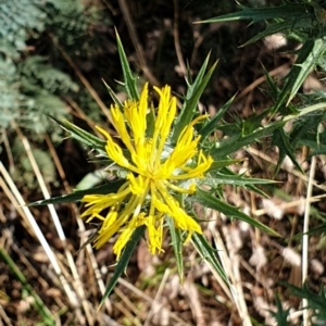 Carthamus lanatus at Holt, ACT - 11 Jan 2021 08:56 AM