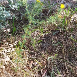 Carthamus lanatus at Holt, ACT - 11 Jan 2021