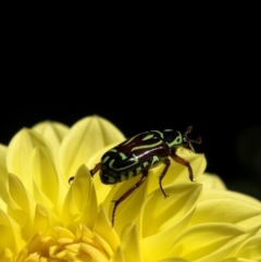 Eupoecila australasiae (Fiddler Beetle) at Sutton Forest, NSW - 9 Jan 2021 by Aussiegall