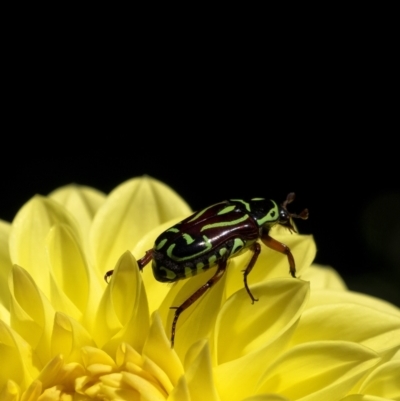 Eupoecila australasiae (Fiddler Beetle) at Sutton Forest - 10 Jan 2021 by Aussiegall