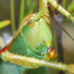 Terpandrus horridus (Sydney Gumleaf Katydid) at Gigerline Nature Reserve - 9 Jan 2021 by Harrisi