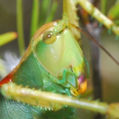 Terpandrus horridus (Sydney Gumleaf Katydid) at Gigerline Nature Reserve - 9 Jan 2021 by Harrisi