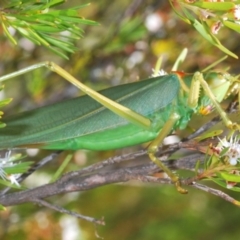 Terpandrus horridus at Tuggeranong DC, ACT - 9 Jan 2021