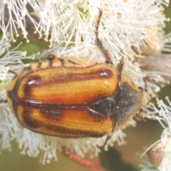 Chondropyga gulosa (Highland cowboy beetle) at Cotter River, ACT - 9 Jan 2021 by Harrisi