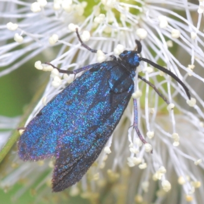 Turneriprocris dolens (A Zygaenid moth) at Cotter River, ACT - 9 Jan 2021 by Harrisi