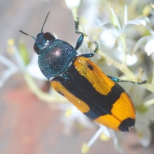 Castiarina skusei at Holt, ACT - 11 Jan 2021 07:18 PM