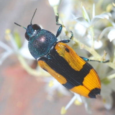 Castiarina skusei (A Jewel Beetle) at Aranda Bushland - 11 Jan 2021 by Harrisi