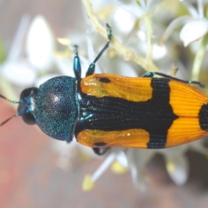 Castiarina skusei at Holt, ACT - 11 Jan 2021