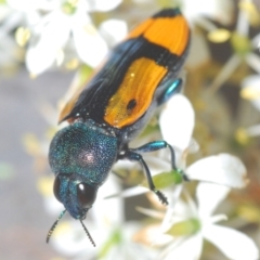 Castiarina skusei at Holt, ACT - 11 Jan 2021 07:18 PM