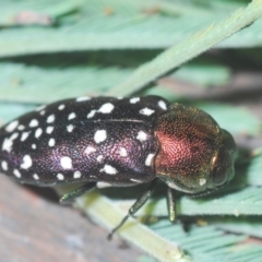 Diphucrania leucosticta (White-flecked acacia jewel beetle) at Cotter River, ACT - 10 Jan 2021 by Harrisi
