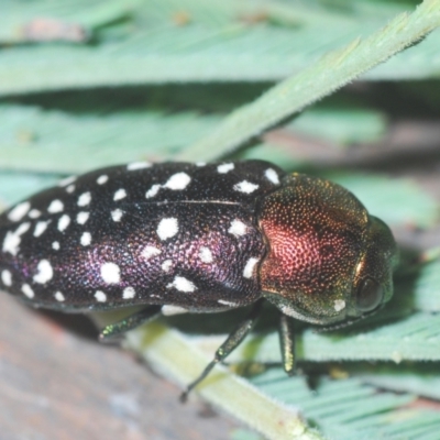 Diphucrania leucosticta (White-flecked acacia jewel beetle) at Lower Cotter Catchment - 10 Jan 2021 by Harrisi
