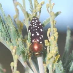 Diphucrania leucosticta at Cotter River, ACT - 10 Jan 2021 06:26 PM