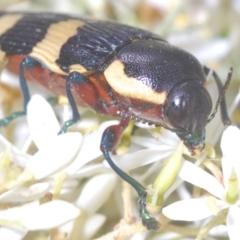 Castiarina marginicollis (A jewel beetle) at Gigerline Nature Reserve - 9 Jan 2021 by Harrisi