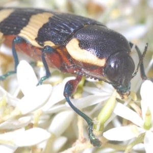 Castiarina marginicollis at Tuggeranong DC, ACT - 9 Jan 2021