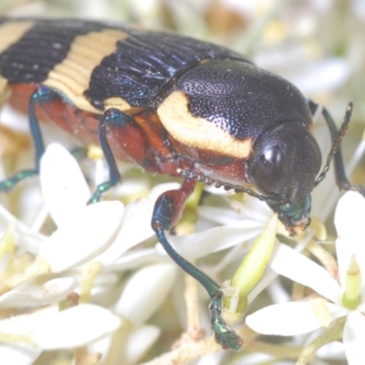 Castiarina marginicollis (A jewel beetle) at Gigerline Nature Reserve - 9 Jan 2021 by Harrisi