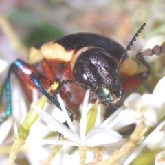 Castiarina marginicollis at Tuggeranong DC, ACT - 9 Jan 2021