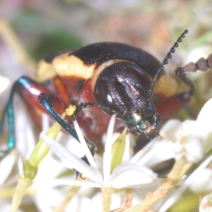 Castiarina marginicollis at Tuggeranong DC, ACT - 9 Jan 2021