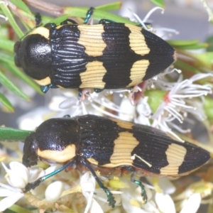 Castiarina marginicollis at Tuggeranong DC, ACT - 9 Jan 2021