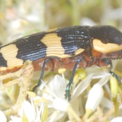 Castiarina marginicollis at Tuggeranong DC, ACT - 9 Jan 2021