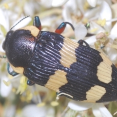 Castiarina marginicollis at Tuggeranong DC, ACT - 9 Jan 2021