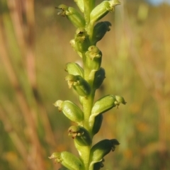 Microtis parviflora (Slender Onion Orchid) at Conder, ACT - 30 Nov 2020 by MichaelBedingfield