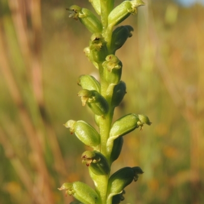 Microtis parviflora (Slender Onion Orchid) at Conder, ACT - 30 Nov 2020 by MichaelBedingfield