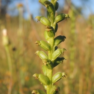 Microtis parviflora at Conder, ACT - suppressed