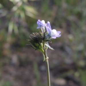 Linaria arvensis at Conder, ACT - 3 Nov 2020