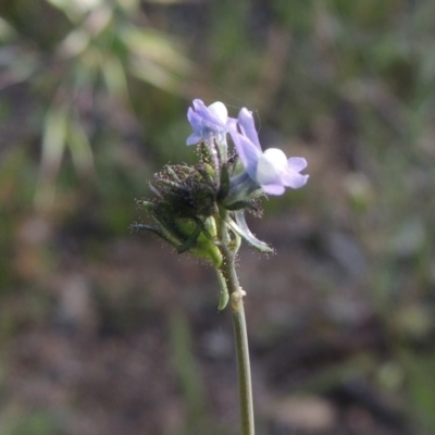 Linaria arvensis (Corn Toadflax) at Tuggeranong Hill - 3 Nov 2020 by michaelb