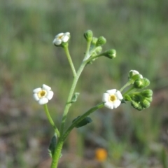 Hackelia suaveolens (Sweet Hounds Tongue) at Conder, ACT - 3 Nov 2020 by MichaelBedingfield