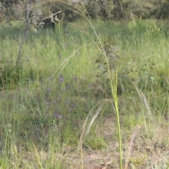 Austrostipa bigeniculata (Kneed Speargrass) at Conder, ACT - 3 Nov 2020 by MichaelBedingfield