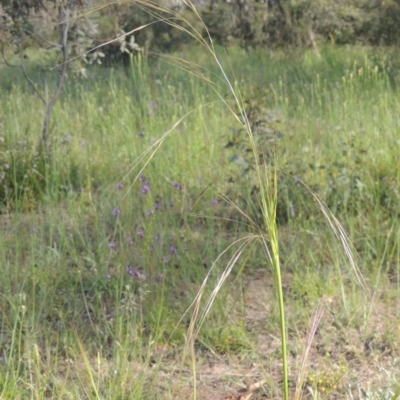 Austrostipa bigeniculata (Kneed Speargrass) at Tuggeranong Hill - 3 Nov 2020 by michaelb