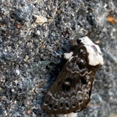 Genduara punctigera (Spotted Clear Winged Snout Moth) at Pialligo, ACT - 12 Jan 2021 by FeralGhostbat