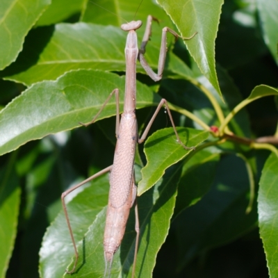 Archimantis latistyla (Stick Mantis, Large Brown Mantis) at Ngunnawal, ACT - 12 Jan 2021 by sonja