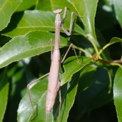 Archimantis latistyla (Stick Mantis, Large Brown Mantis) at Ngunnawal, ACT - 11 Jan 2021 by sonja