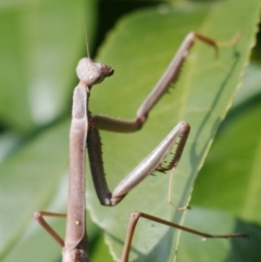 Archimantis latistyla at Ngunnawal, ACT - 12 Jan 2021