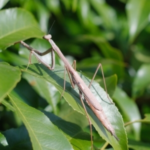 Archimantis latistyla at Ngunnawal, ACT - 12 Jan 2021