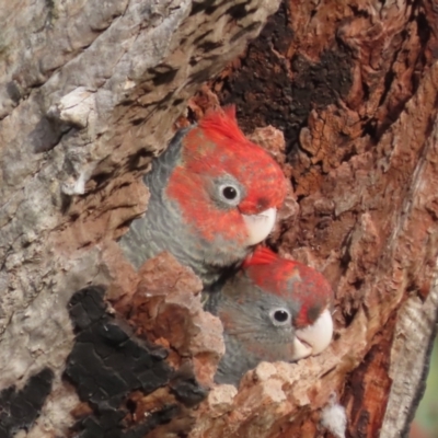 Callocephalon fimbriatum (Gang-gang Cockatoo) at GG84 - 11 Jan 2021 by roymcd