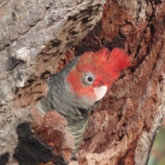 Callocephalon fimbriatum at Garran, ACT - 12 Jan 2021