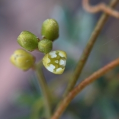 Cassytha pubescens (Devil's Twine) at Currawang, NSW - 11 Jan 2021 by camcols