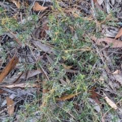 Cassytha pubescens at Currawang, NSW - 12 Jan 2021