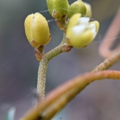 Cassytha pubescens at Currawang, NSW - 12 Jan 2021