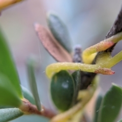 Cassytha pubescens at Currawang, NSW - 12 Jan 2021