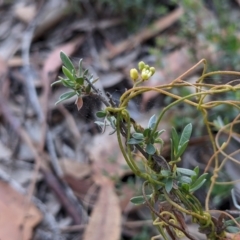 Cassytha pubescens at Currawang, NSW - 12 Jan 2021