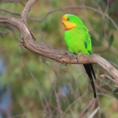 Polytelis swainsonii (Superb Parrot) at Garran, ACT - 11 Jan 2021 by roymcd
