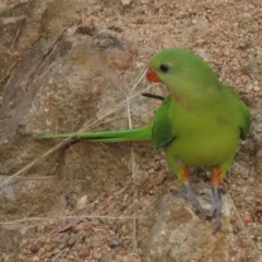 Polytelis swainsonii at Garran, ACT - 12 Jan 2021