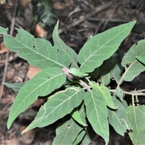 Solanum celatum at Barrengarry, NSW - 11 Jan 2021